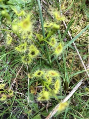 Drosera hookeri