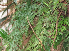 Asplenium wilfordii