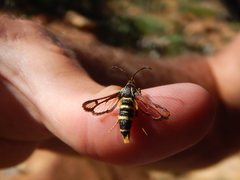 Synanthedon chrysidipennis