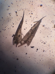 Philonotis pyriformis