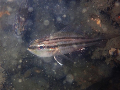 Barred striped cardinalfish (Ostorhinchus fasciatus) — Apogonidae — 4