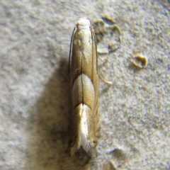 Glyphipterigidae