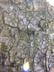 Dictyocatenulata alba