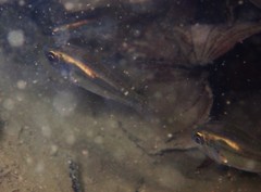 Siphamia roseigaster