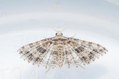 Alucita spicifera