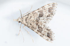 Alucita spicifera