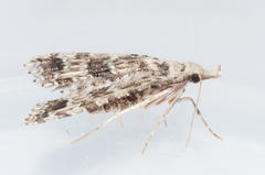 Alucita spicifera