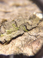 Dictyocatenulata alba