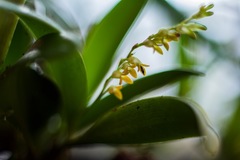 Stelis greenwoodii