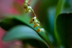 Stelis greenwoodii