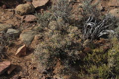Mestoklema copiosum