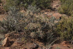 Mestoklema copiosum