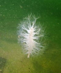 Veretillidae