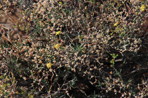 Mestoklema copiosum N.E.Br. ex Glen 3