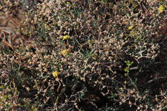 Mestoklema copiosum