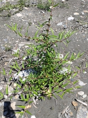 Corchorus capsularis