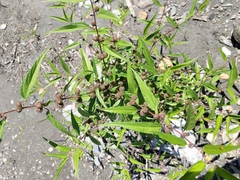 Corchorus capsularis