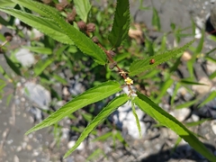 Corchorus capsularis