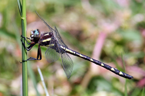 Cordulegaster talaria