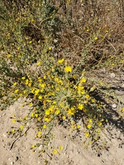 Heterotheca grandiflora