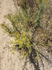 Heterotheca grandiflora