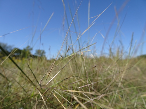 Image of Aristida oligantha by (c) Thomas Koffel, some rights reserved (CC BY)
