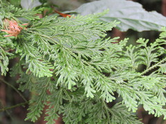 Selaginella involvens