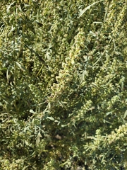 Ambrosia acanthicarpa