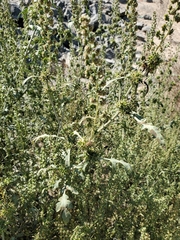 Ambrosia acanthicarpa