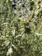 Ambrosia acanthicarpa