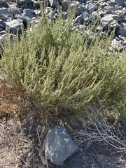 Ambrosia acanthicarpa