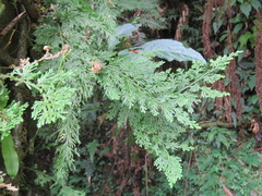 Selaginella involvens