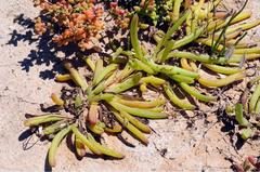 Senecio bulbinifolius