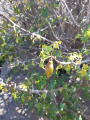 Vasconcellea chilensis