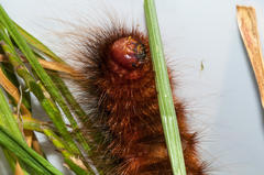 Phyllalia