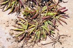 Senecio bulbinifolius