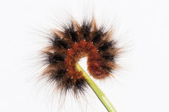 Phyllalia