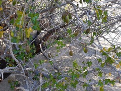 Vasconcellea chilensis