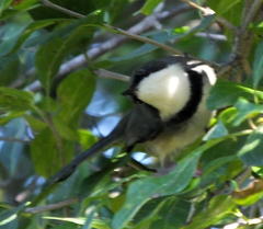 Apalis thoracica claudei