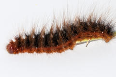 Phyllalia