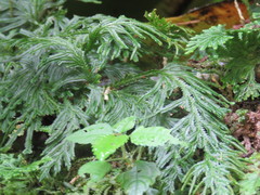 Selaginella involvens