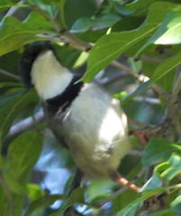 Apalis thoracica claudei