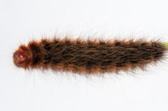Phyllalia