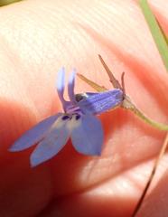 Lobelia flaccida flaccida