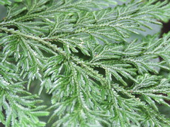 Selaginella involvens