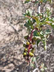 Anisomeria littoralis