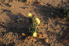 Cephalophyllum tricolorum