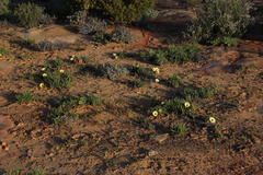 Cephalophyllum tricolorum