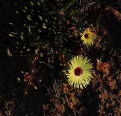 Cephalophyllum tricolorum