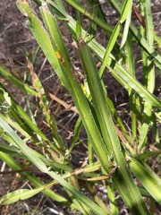 Baccharis sagittalis